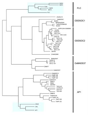 The Role of FLOWERING LOCUS C Relatives in Cereals